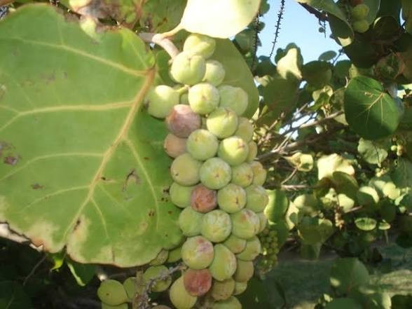3 Coccoloba uvifera~SeaGrape Live Plant 10 To 15″ Tall In 4″ Pot ~Uva De Playa