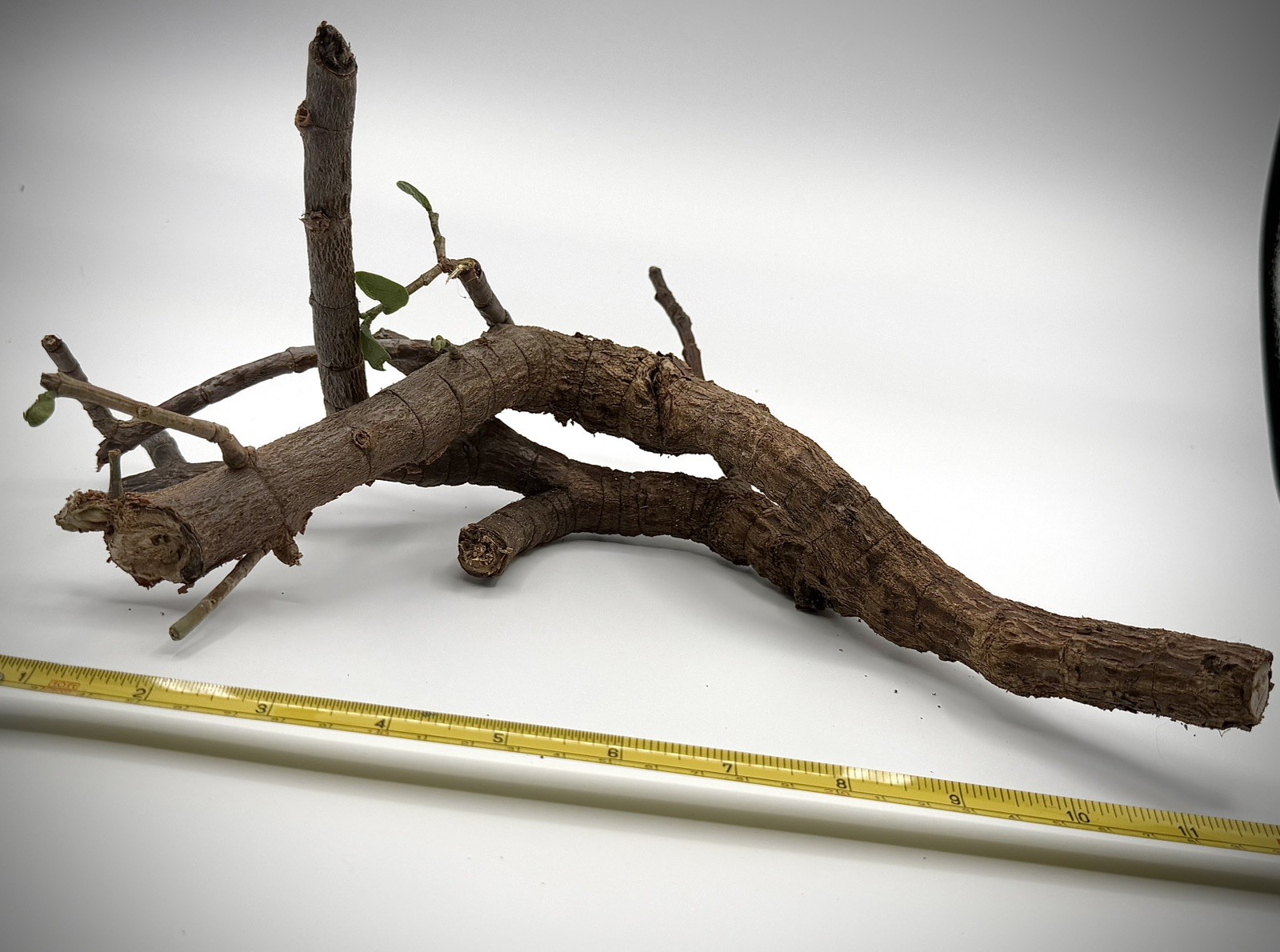 12” Elephant Jade Branch Curved Shape Bonsai Style Succulent propagation ready