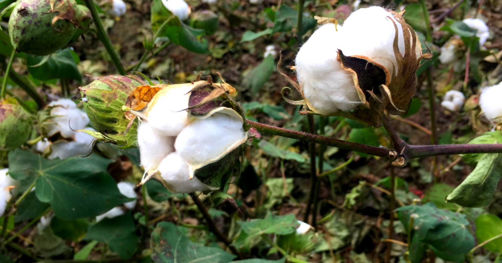 20 Heritage Cotton Seeds, Survival Seed, Ornamental, Multiple Use, Non-GMO, USA
