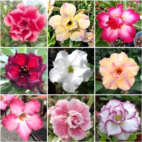 125+ Mixed Color Desert Rose Seeds for Planting – Adenium Obesum Succulent Seeds