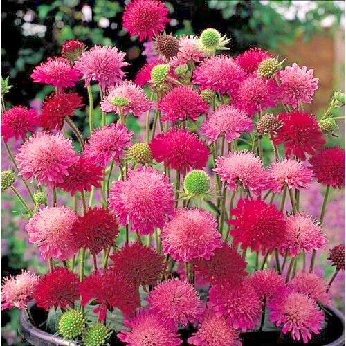 KNAUTIA, PINCUSHION FLOWERS, 118 SEEDS, MIXED, RED, PINK, LAVENDER, *EZ TO GROW*