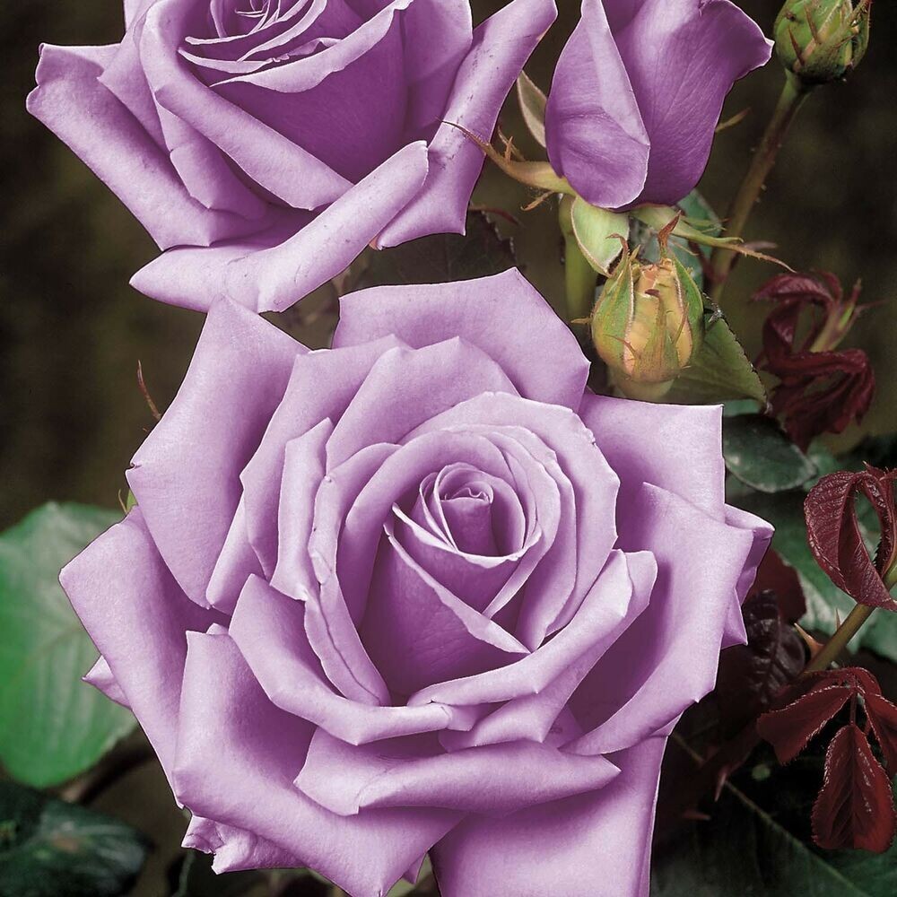 Rose Bush BLUE GIRL 3 Unrooted 6″ Live Flower Plant Cuttings Shrub Bush AWARDED