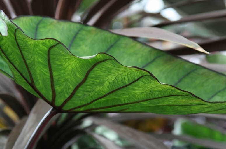 Colocasia Blue Hawaiian Elephant Ear Live Plant 3″ Pot Garden Outdoor