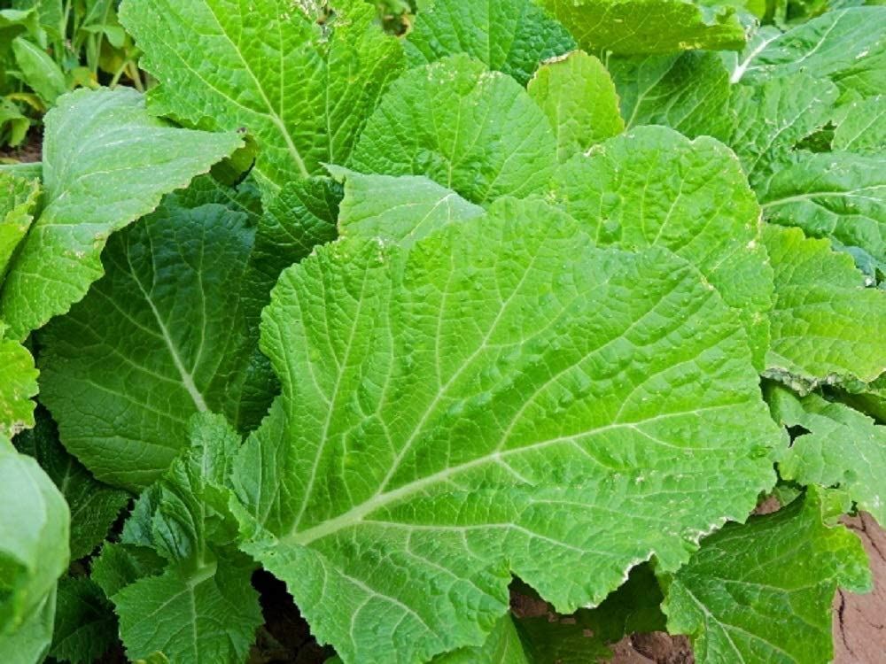 Mustard Greens Seeds, Florida Broadleaf Mustard Green Seeds,”COOL BEANS N SPROU