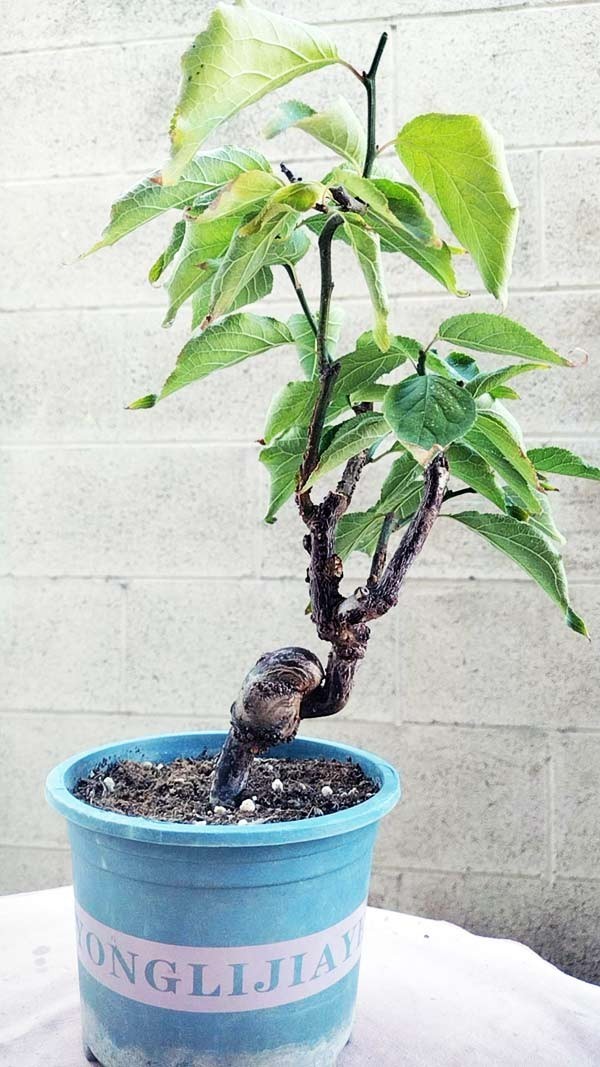 Prunus mume ‘Longyou’ Bonsai Dragon’s Dance Japanese Apricot Bare root shipping