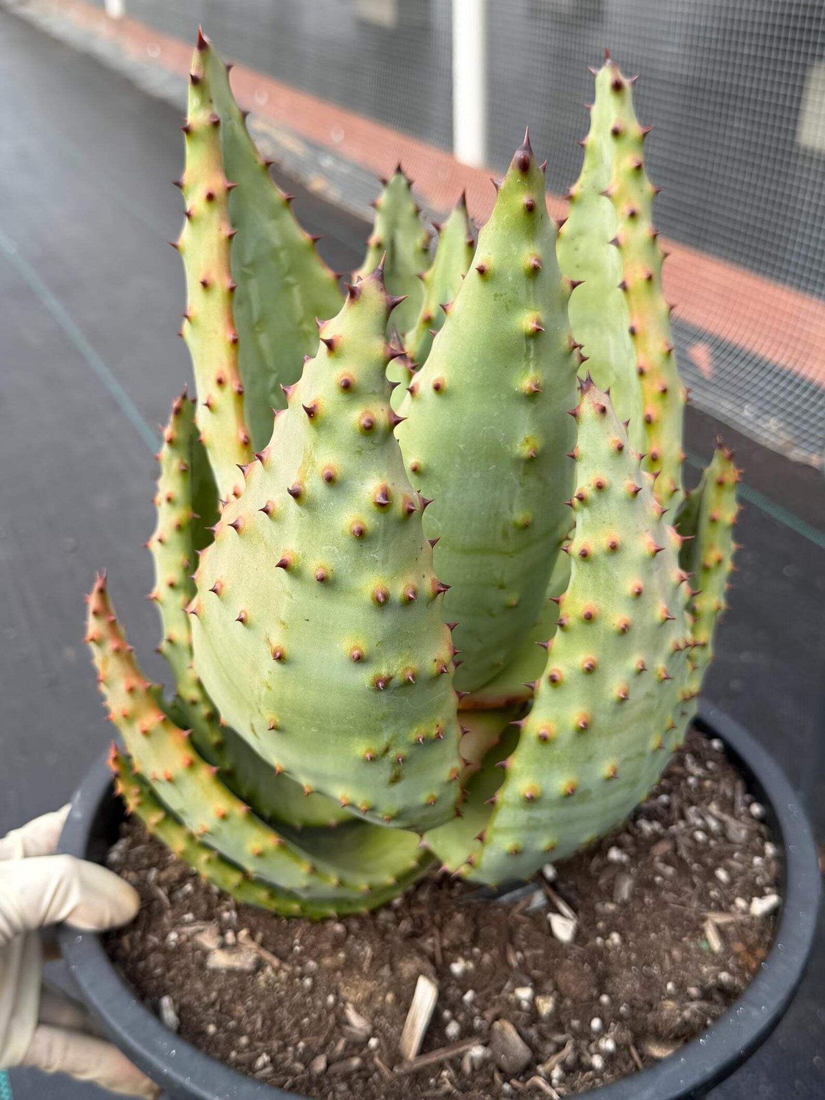 Aloe Marlothii Rosette Form | Rare Live Collector Succulent #155