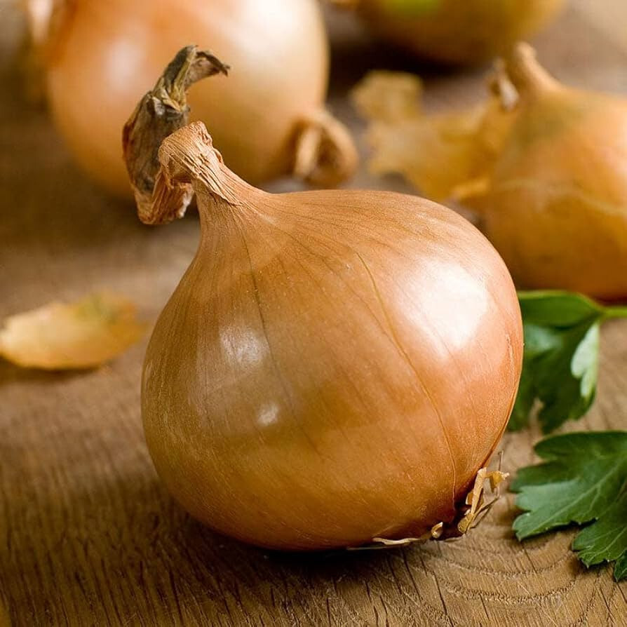 300 TEXAS EARLY GRANO SEEDS NON-GMO FRESH FOR 2024 GARDENS US SELLER