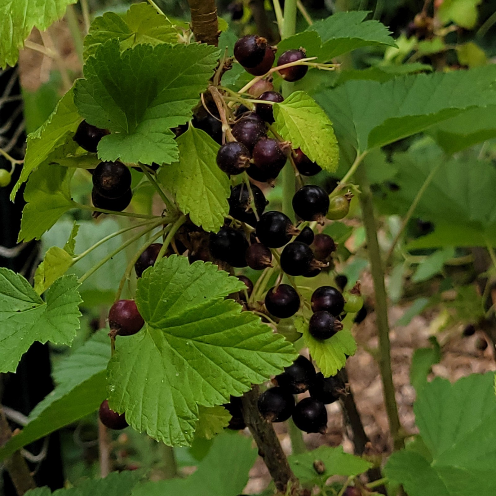 2 Pink 2 Black 2 Red Currant Fresh Cuttings Unrooted 6″-9″ Zones 3-8 Hardy
