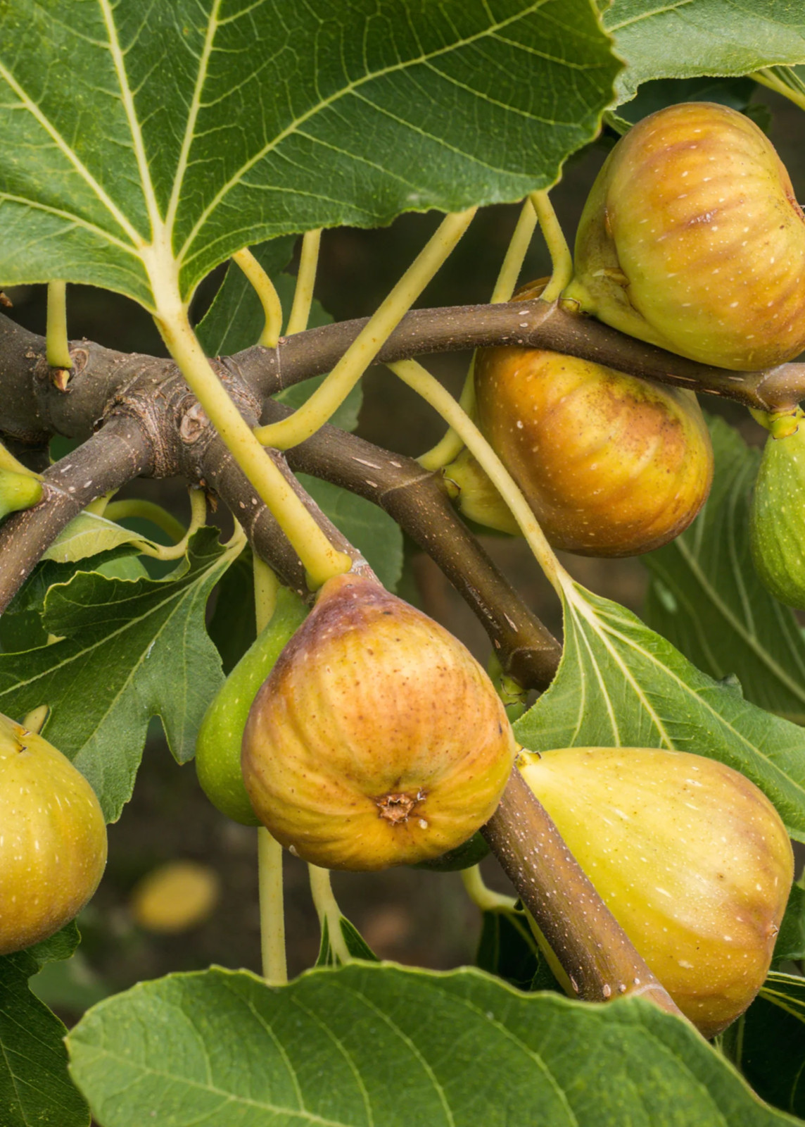 3 Yellow Long Necked Fig Tree Ficus carica Starter Plug