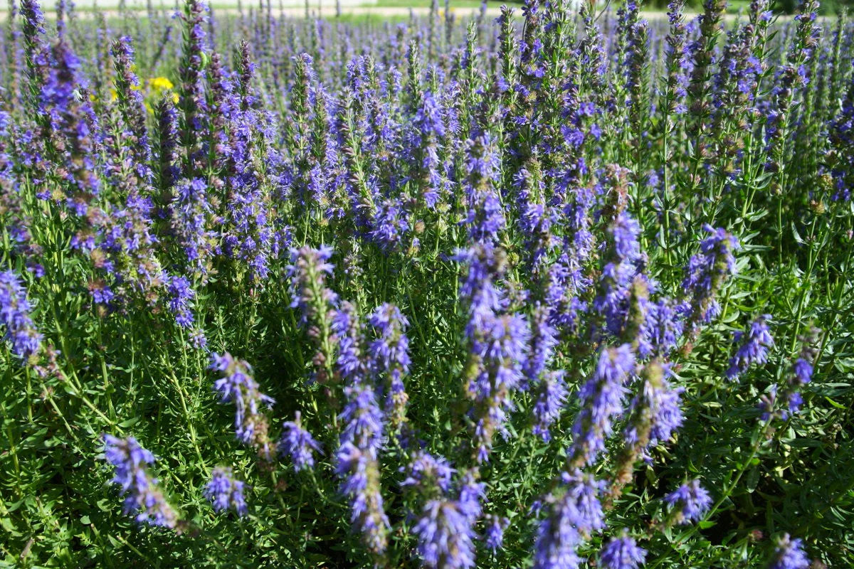Blue Hyssop Seeds | Hyssopus Officinalis Flower Therapy Medicinal Herb Seed 2024