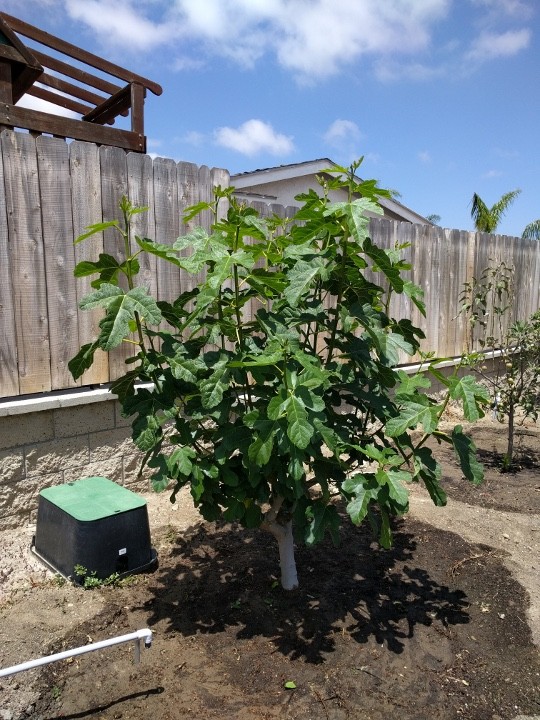 1 Kadota Fig Tree Starter Plug – Ficus carica
