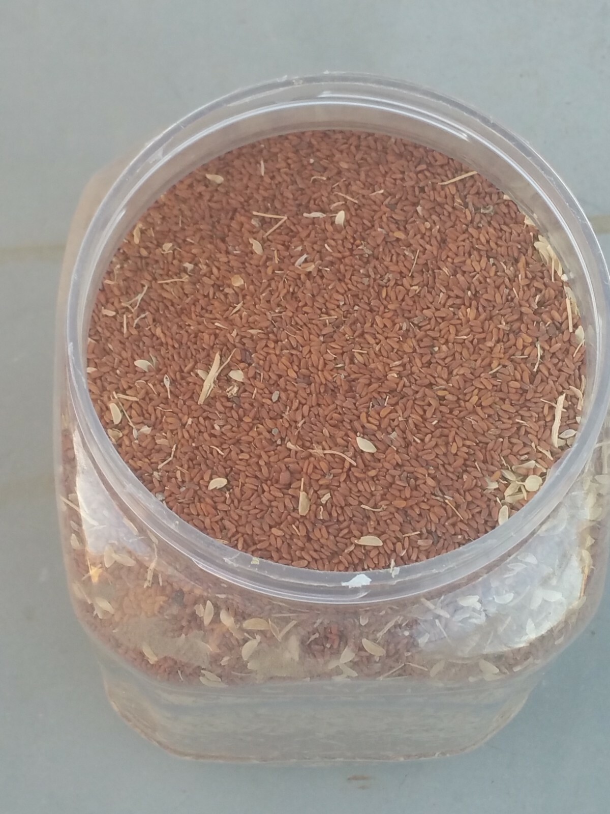200+ seeds of Garden Cress Persian Shahi حب الرشاد Organic US Grower
