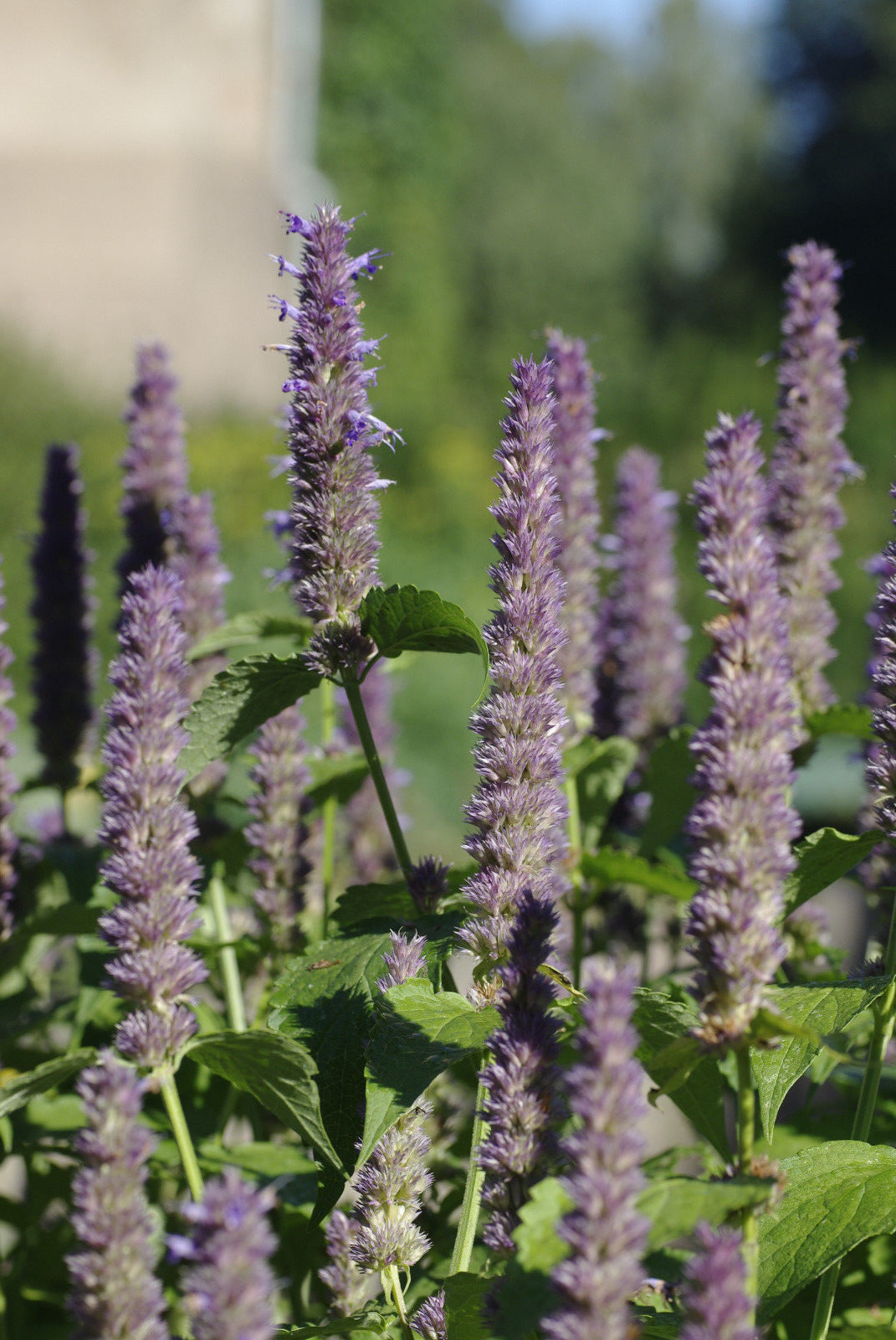 640 SEEDS – ANISE HYSSOP Licorice Scented Foliage GroCo* BUY 15=SHIPS FREE