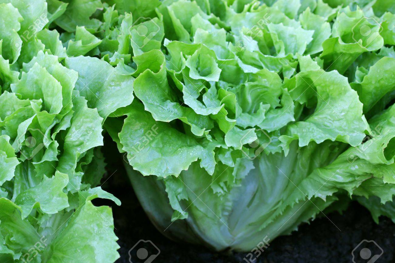 500 BROAD LEAF ENDIVE SEEDS NON – GMO FRESH GARDEN HARVEST