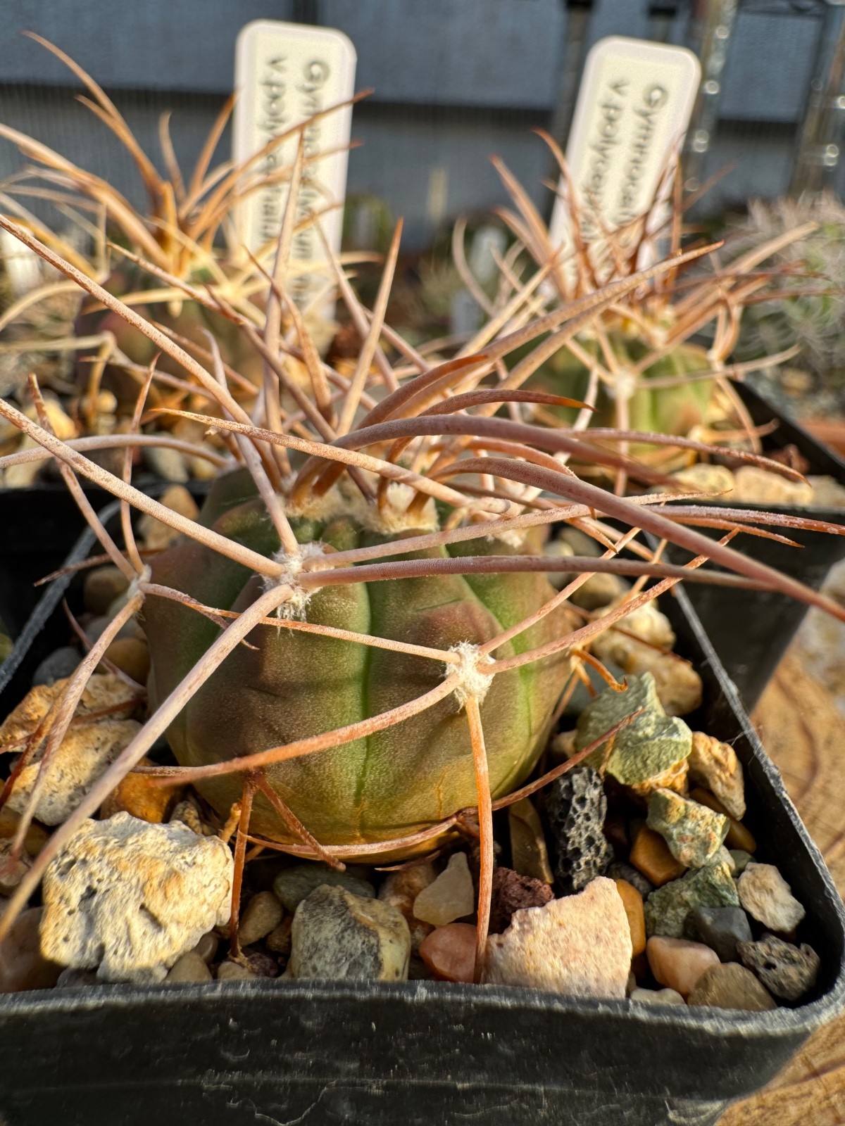 Gymnocalycium mazanense v. polycephalum Live Cactus Plant Rare Seed Grown
