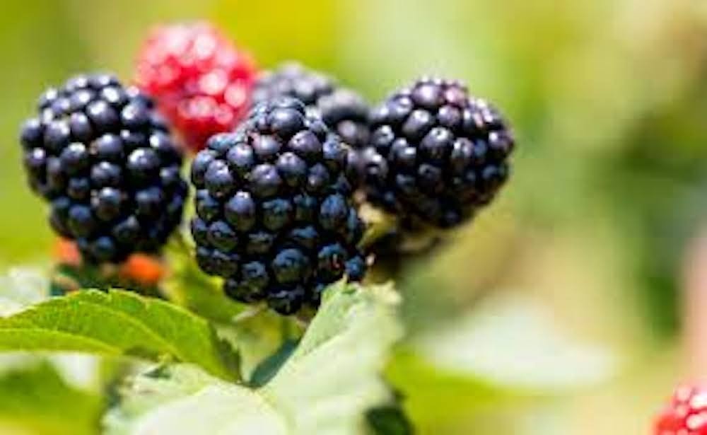 1 Big Daddy Thornless Blackberry Fruit Starter Plug