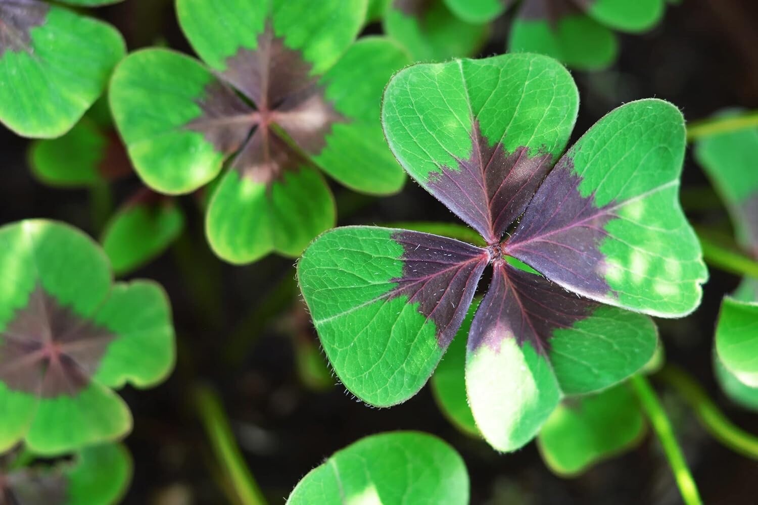 Holy Cross Shamrock Bulbs for Planting (10 Bulbs) – Fast Growing Year Round