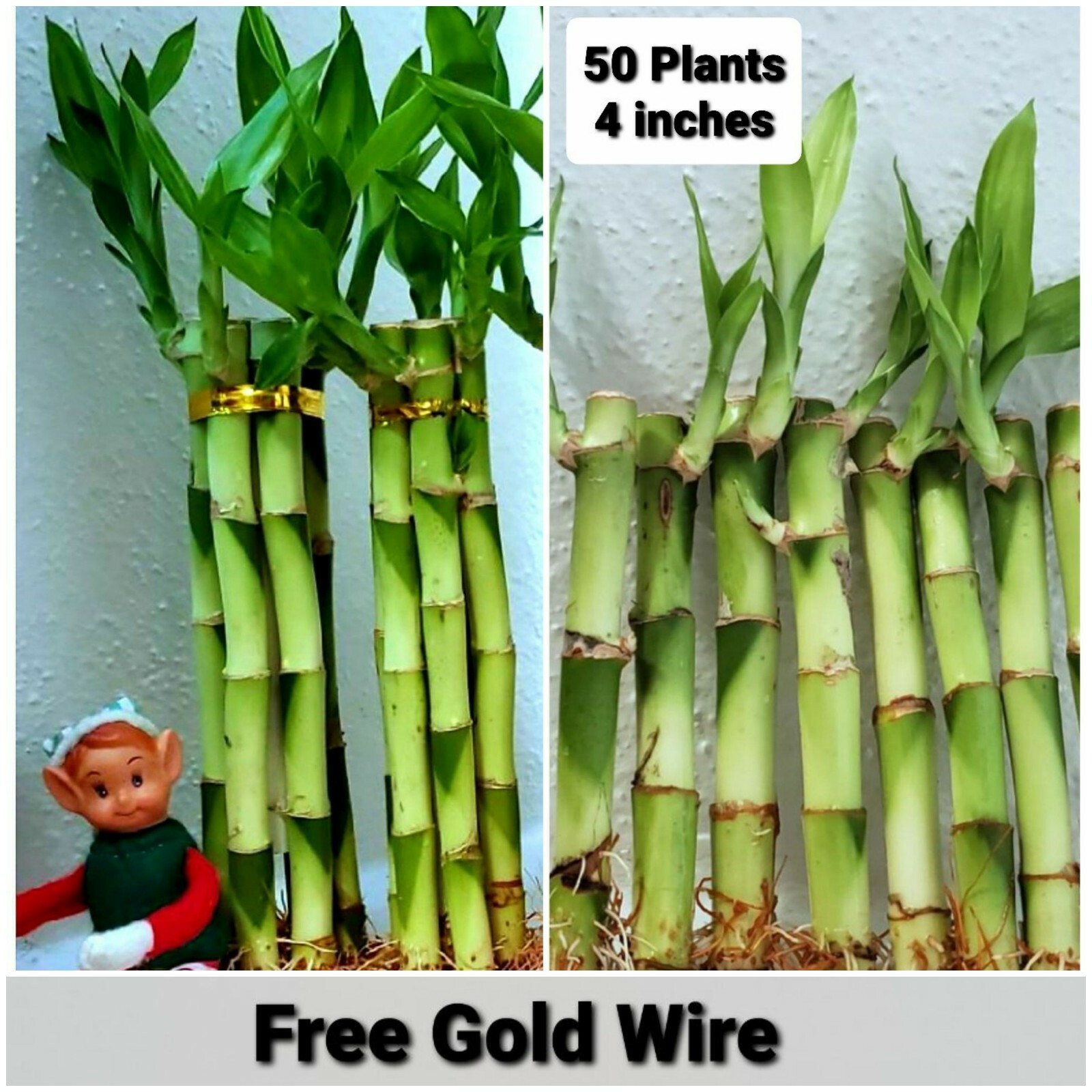 Lucky Bamboo 50 Plants – 4 inches wholesale, FREE GOLD WIRE, Feng Shui
