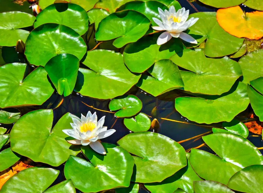 Lily Pads – Perennial Bare Root Live Garden Plant Outdoor