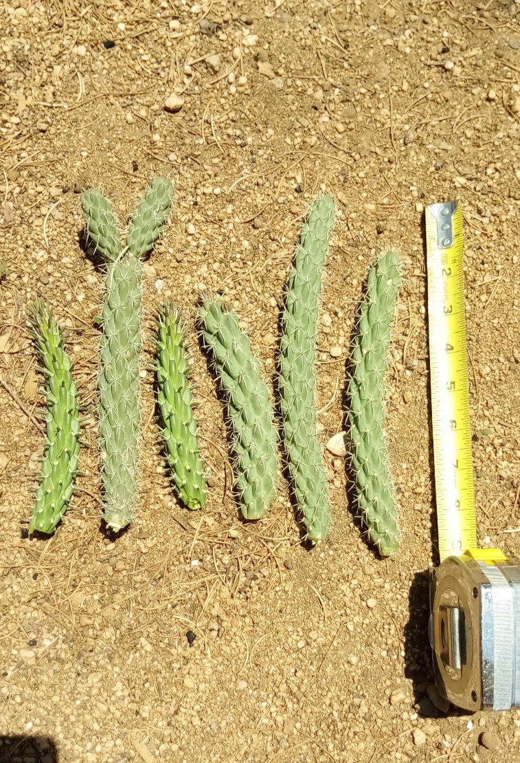 South West New Mexico Cholla Cactus 6 pcs. 4-6 inches long, C. spinosior