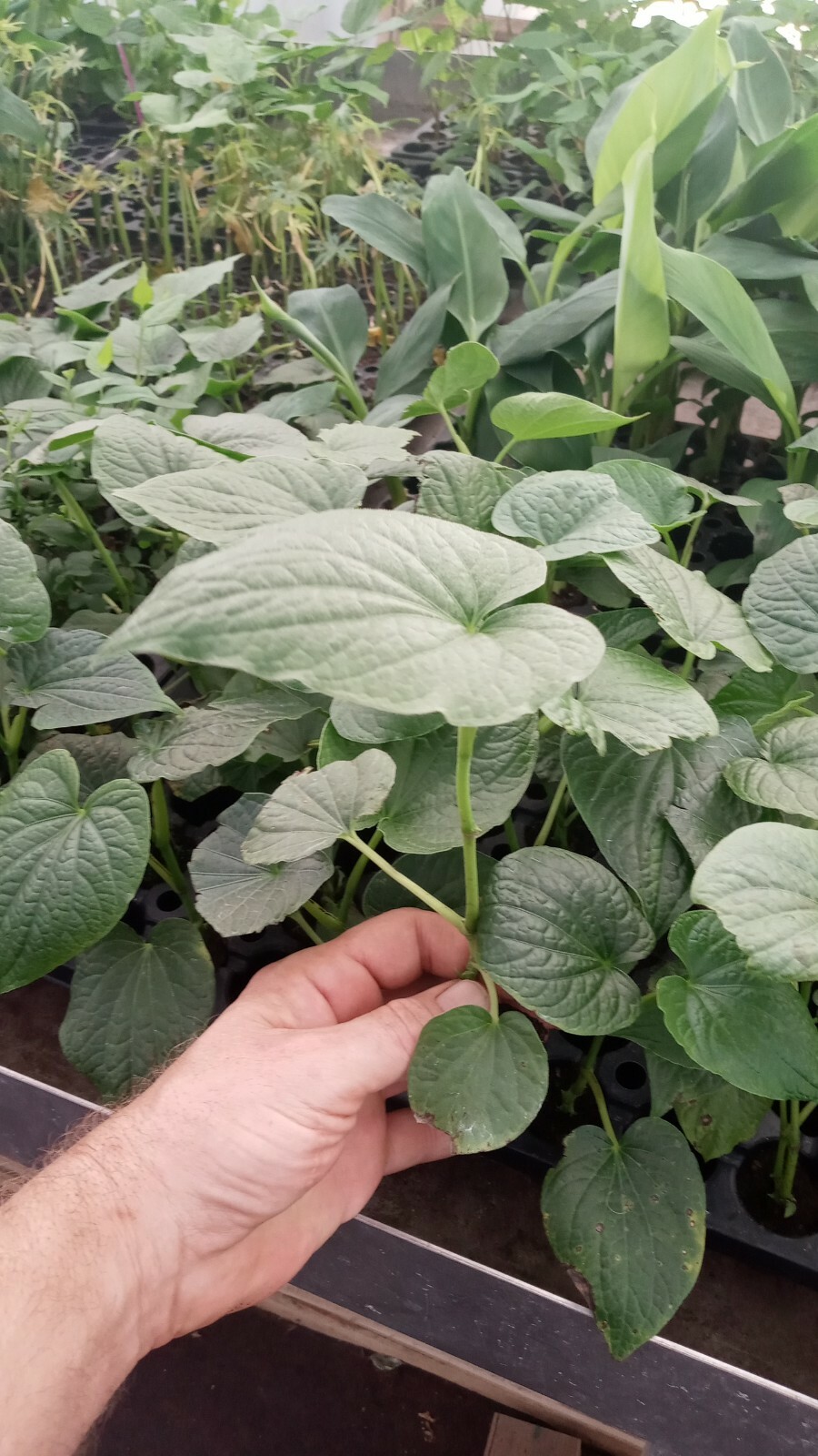 Live Plant – Piper Methysticum SUPER RARE PLANT BUY WHILE THEY LAST