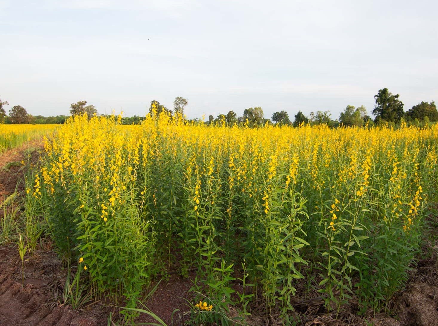 100 Sunn hemp Seeds (Crotalaria juncea L.) – ground cover, Non-GMO USA Seller