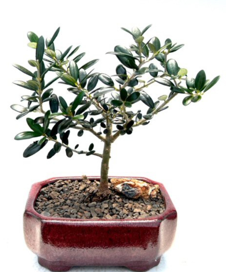 Europaean Olive Bonsai Tree Live Plant Indoor Flower Fruit Little Ollie 8″H