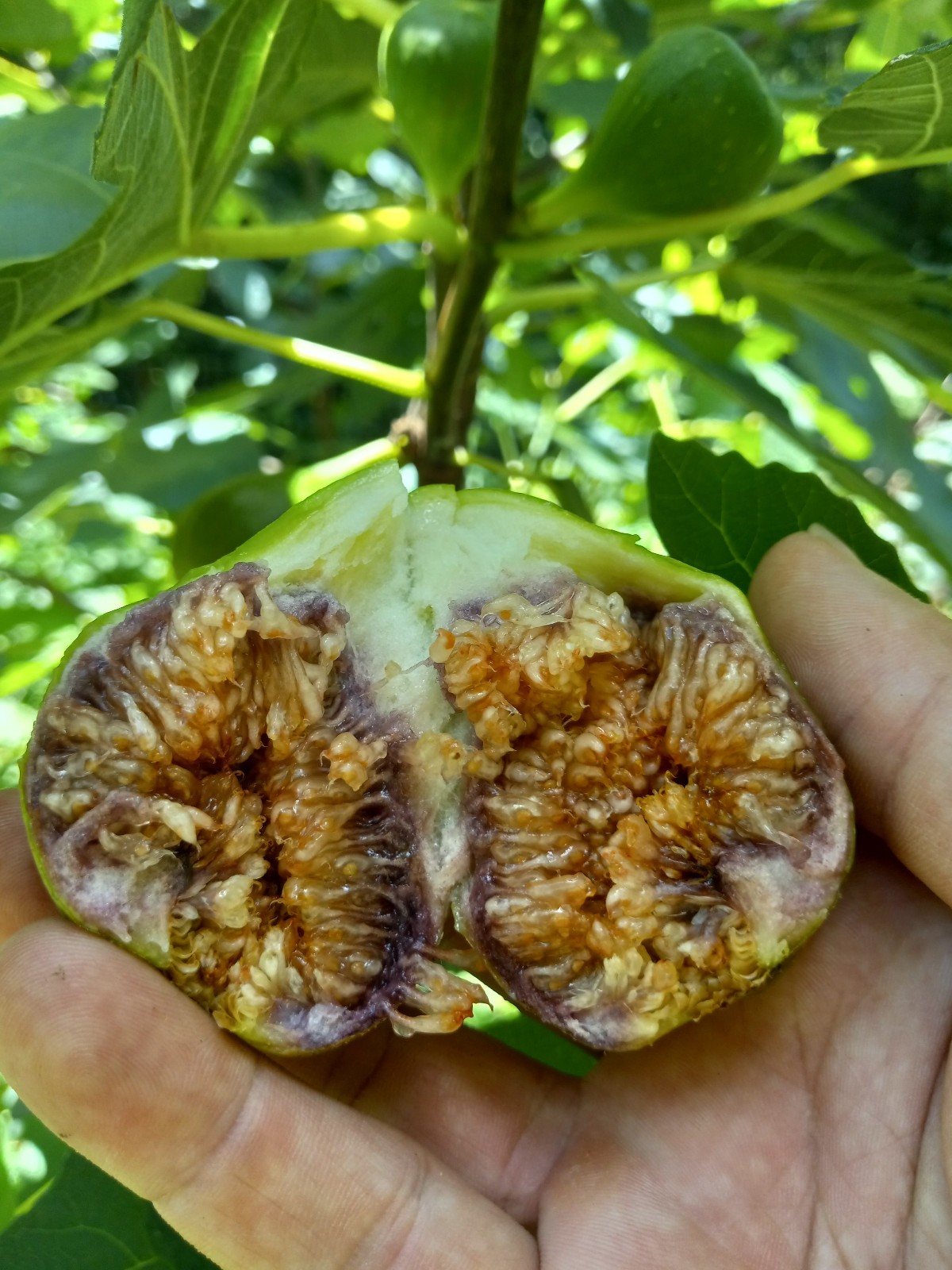 Italian Honey Fig Tree 6 to 12 inches in 5 inch pot, Cold Hardy Zone 7
