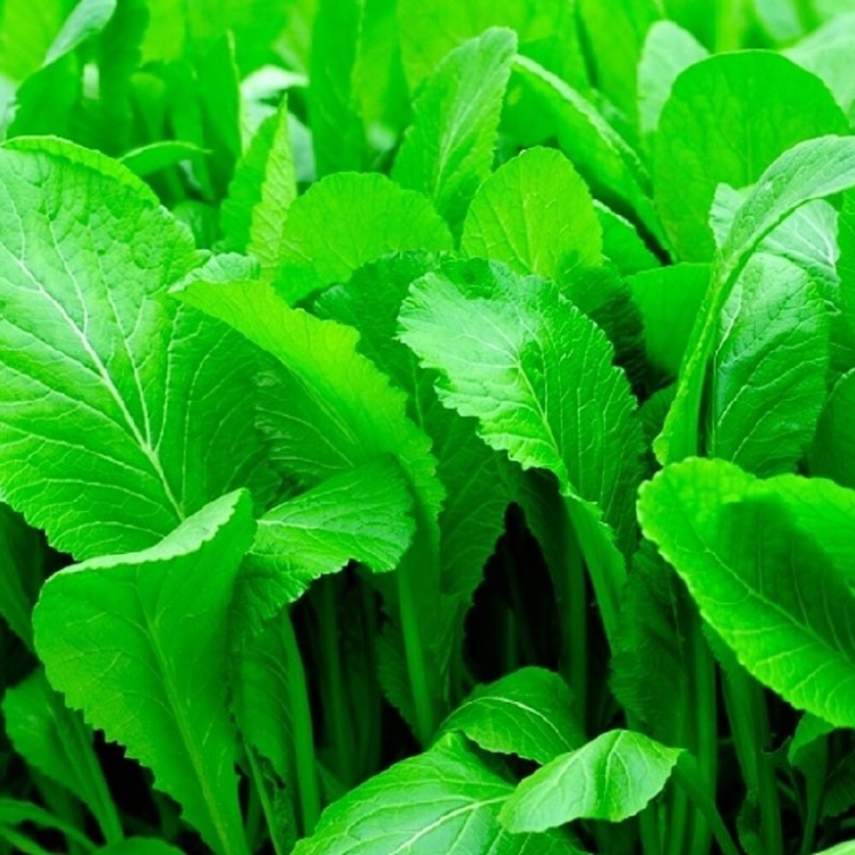 Florida Broadleaf Mustard Seeds, Heirloom Free Shipping!
