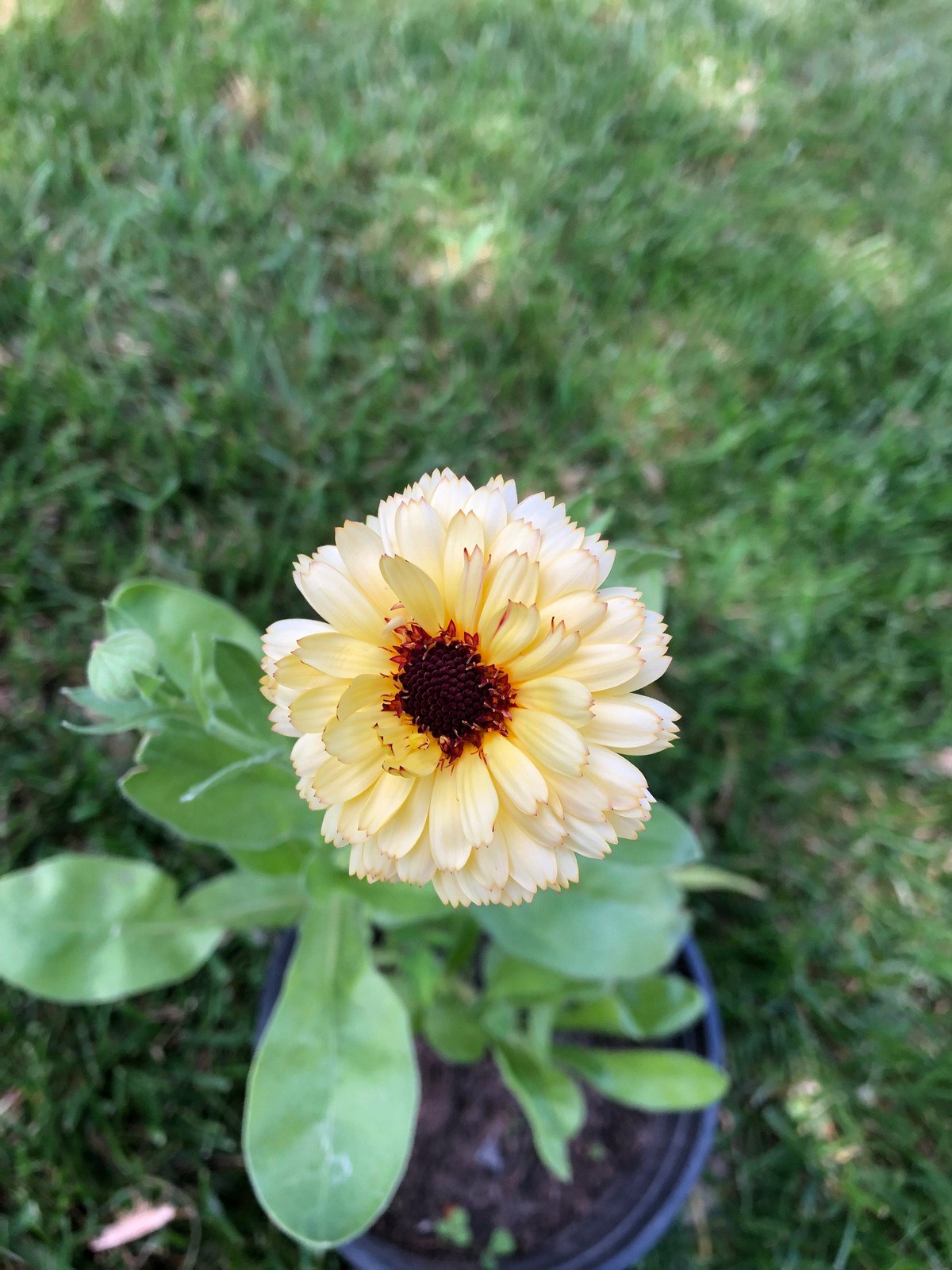 Calendula Live Plant – Seedlings/Plugs and Plants – 3″- 12″ tall – 30-60+ days