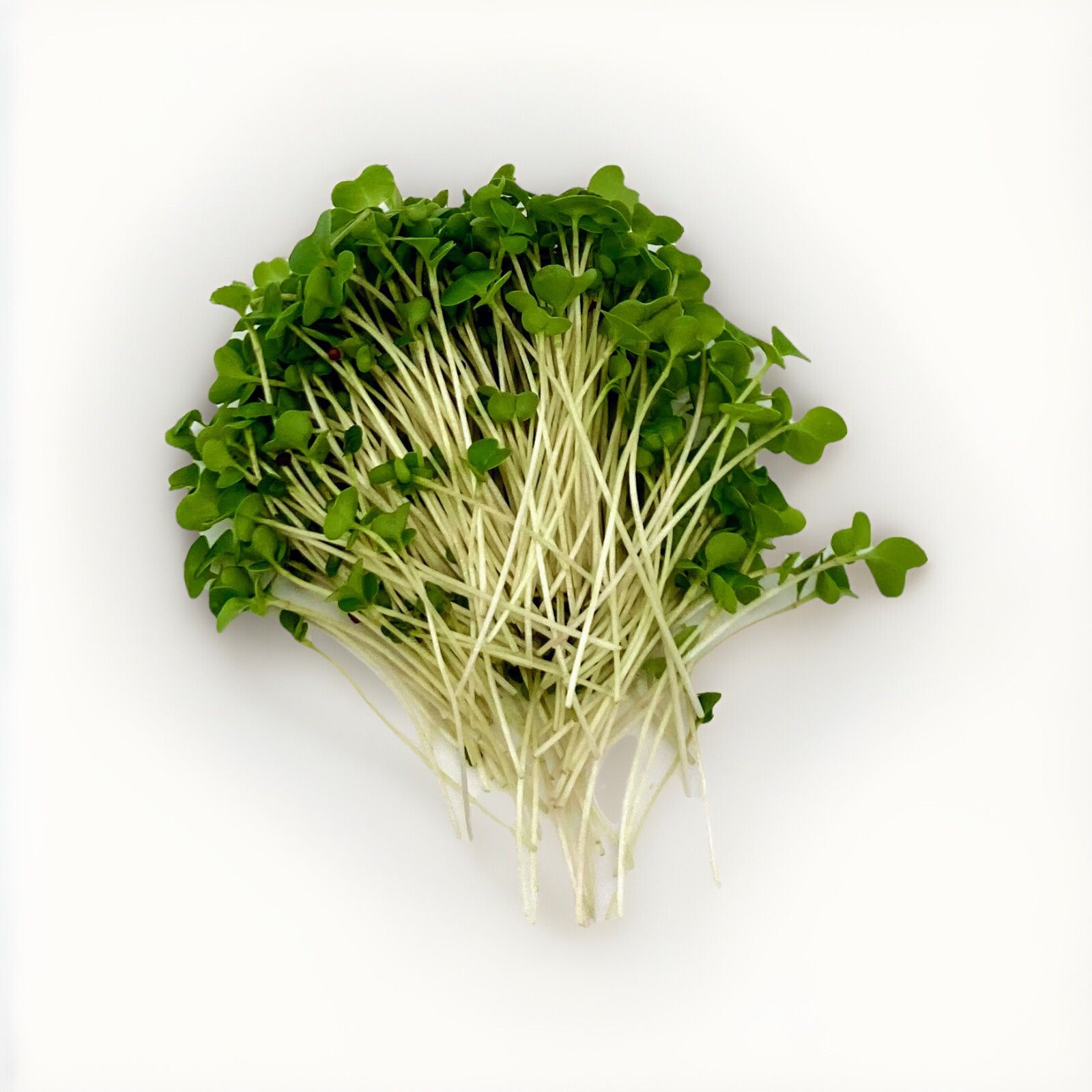 Organic non-GMO Waltham 29 Broccoli Seeds Sprouting Sprouts Microgreens 1 pound