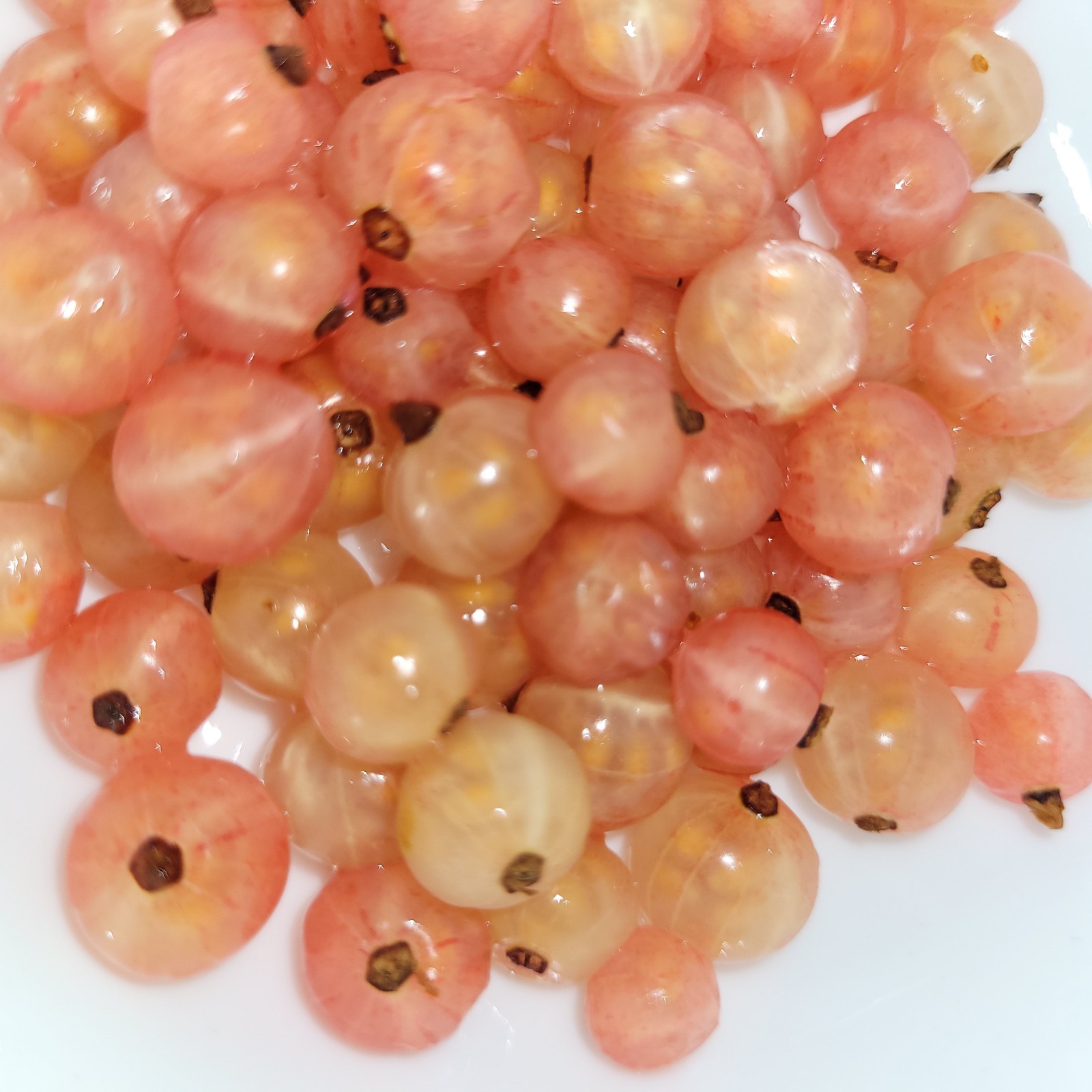 2 Pink 2 Black 2 Red Currant Fresh Cuttings Unrooted 6″-9″ Zones 3-8 Hardy