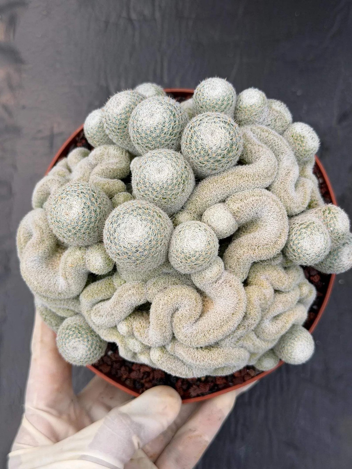 Mammillaria Perbella Monster Crested Cluster #0120