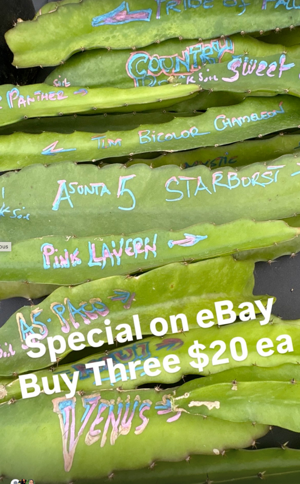 LTD EDITION Tasty Dragon Fruit Starter Plants Many varieties available