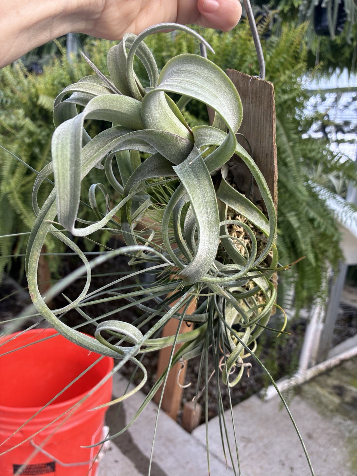 Air Plants Mounted
