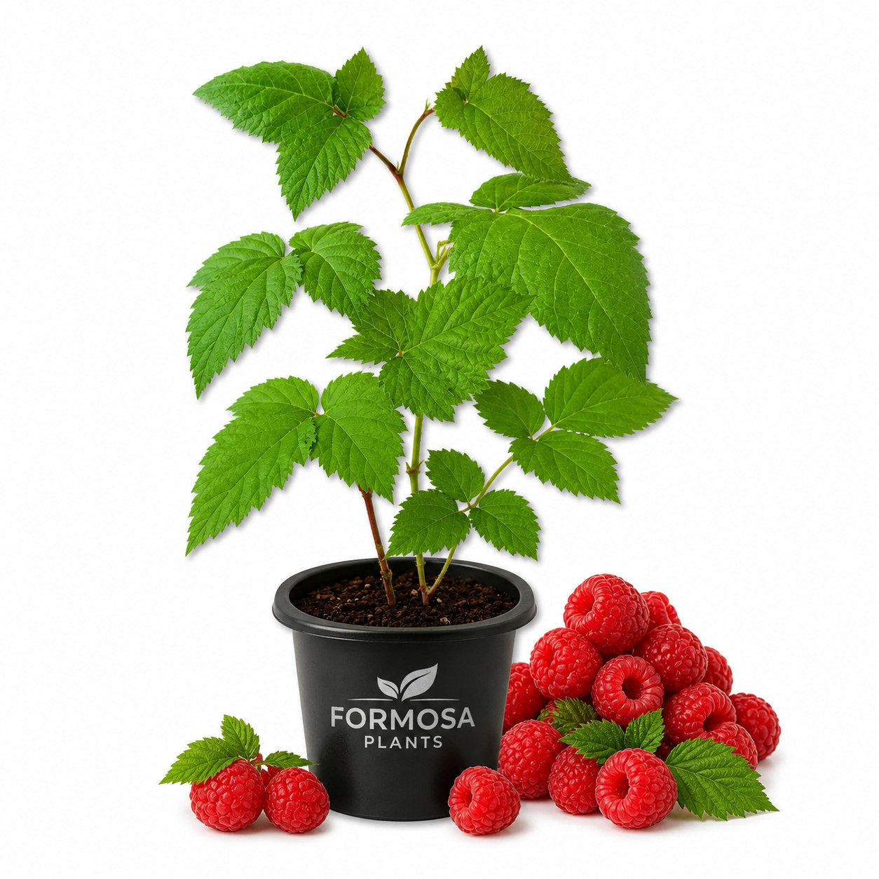 Mysore Raspberry Bush – 1 Live Plant in a 2 Inch Pot – Edible Berry – Rubus