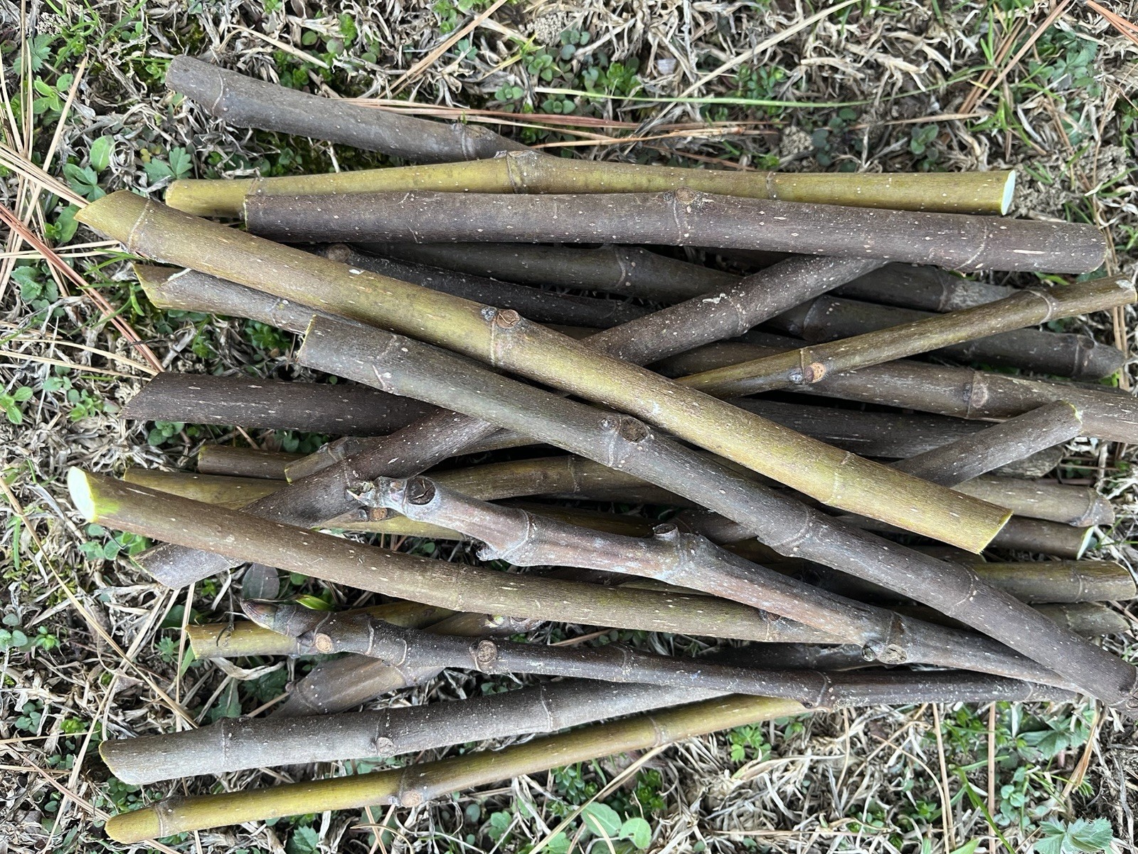 5 FIG TREE CUTTINGS -FRESH- From Fruiting Tree 8 in Each Organic