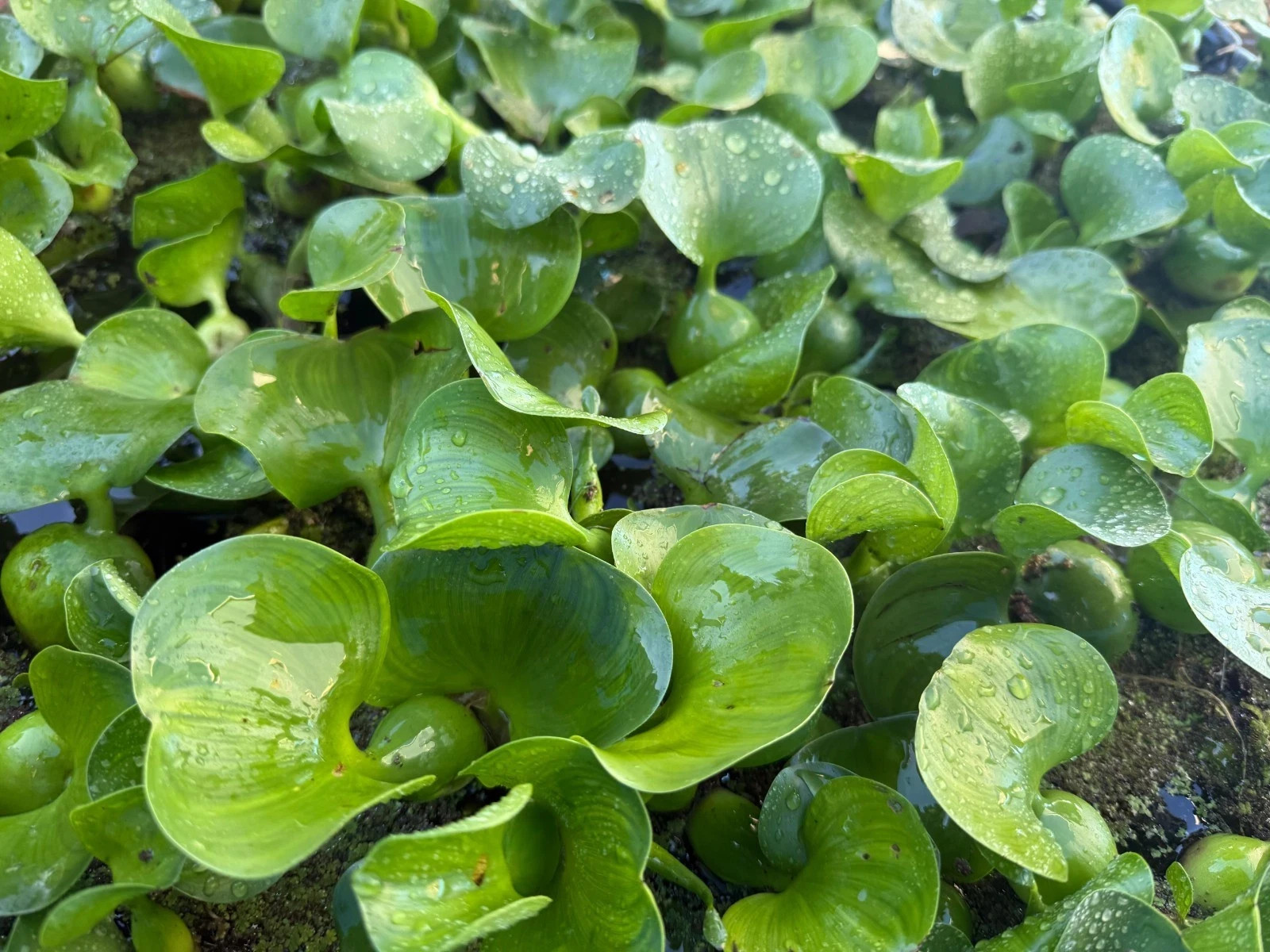 LIVE Water Hyacinth Floating Koi Pond Plant