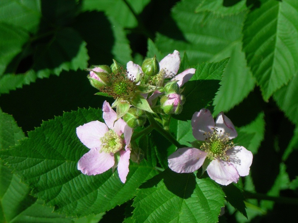 3 Blackberry Plants “Chester”-Thornless (Pack of 3 Large Plug Plants) Zones 5-9