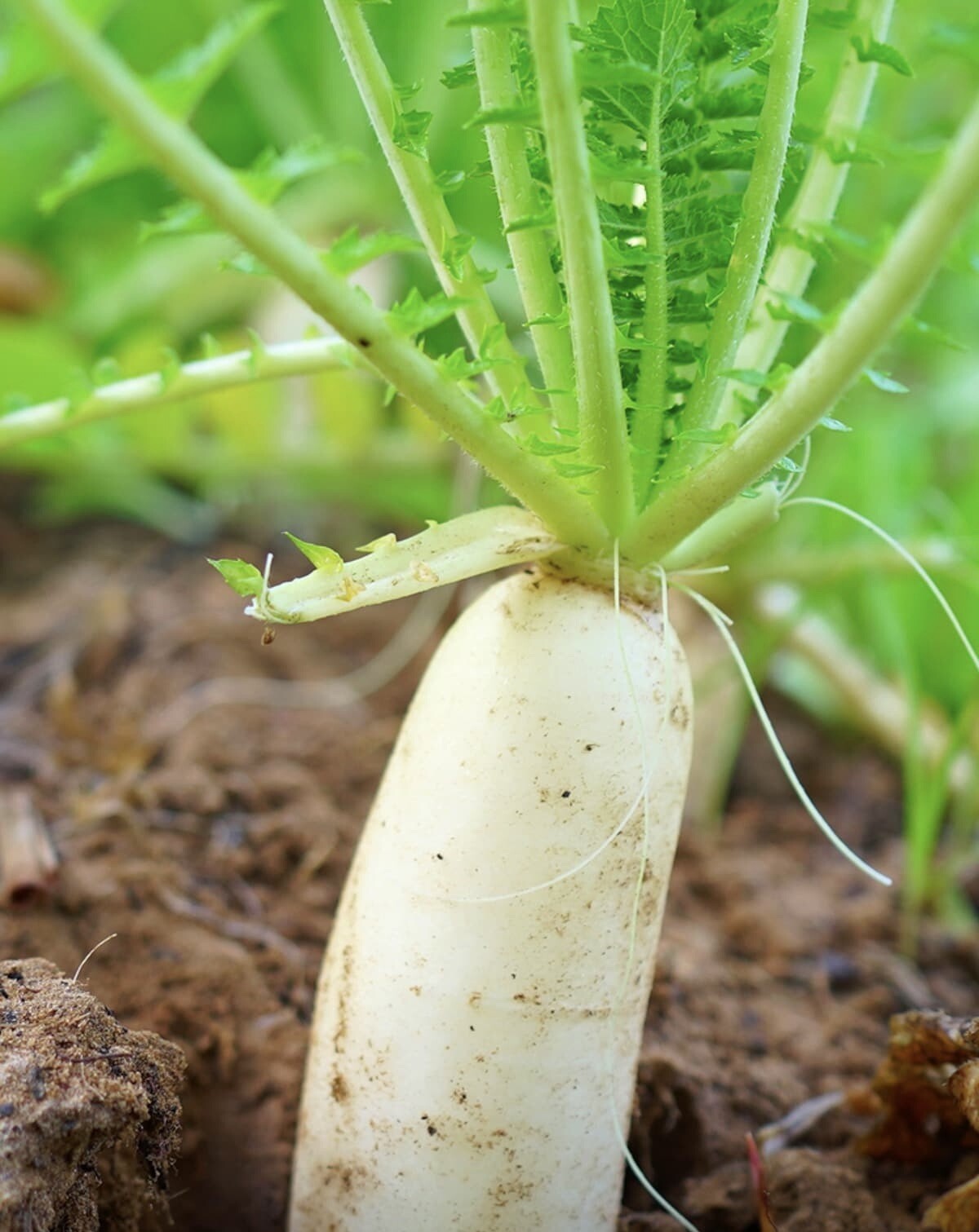 100+ Daikon Radish Seeds – Heirloom | Non GMO, Daikon Japanese | USA
