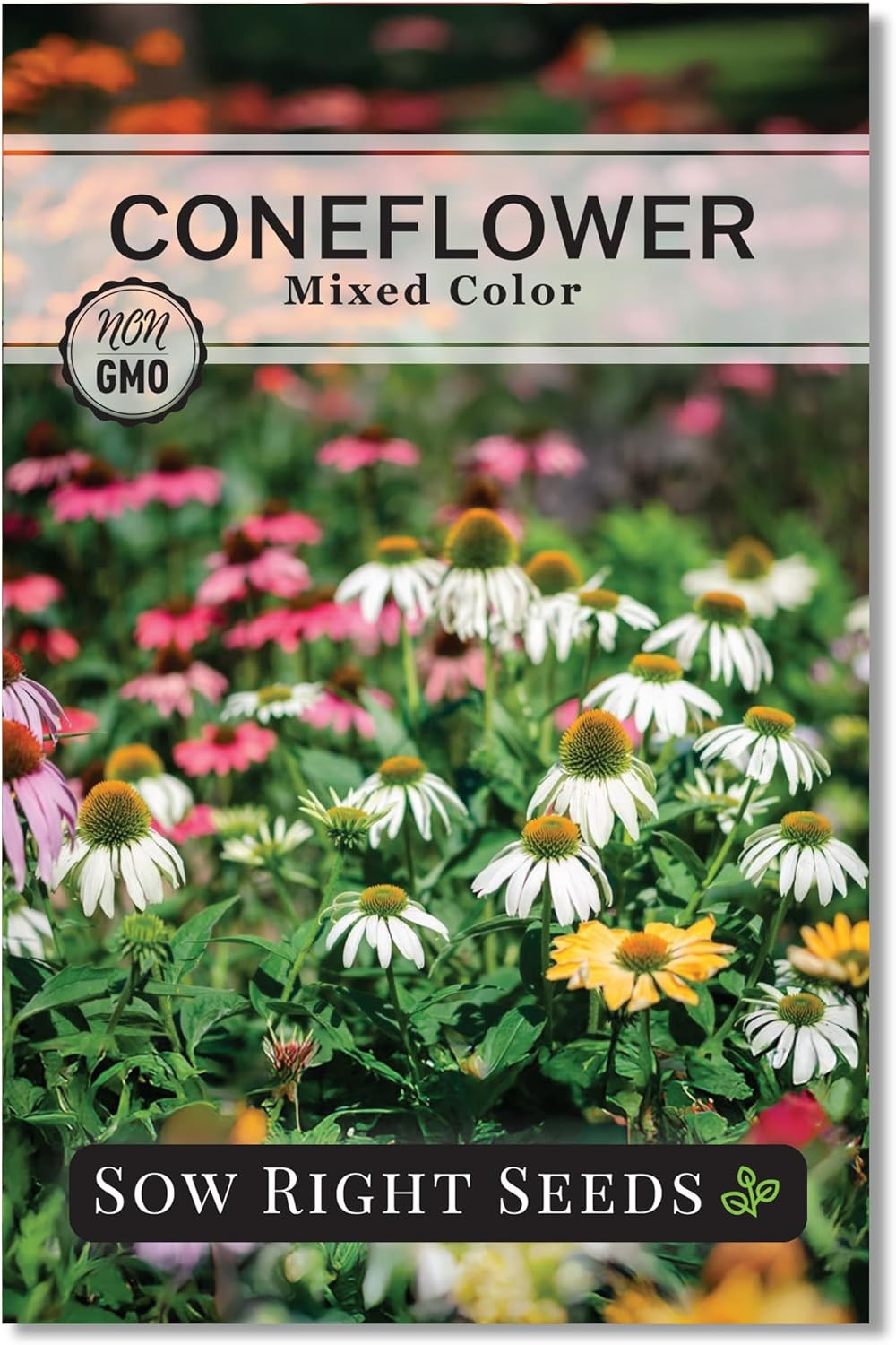 – Mixed Color Coneflower Echinacea Seeds for Planting – Non-Gmo Heirloom Idea…
