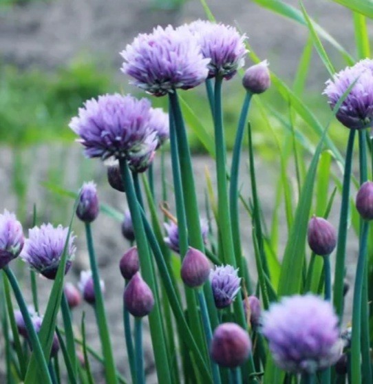 chive seed vegetable seeds 800+ quantity