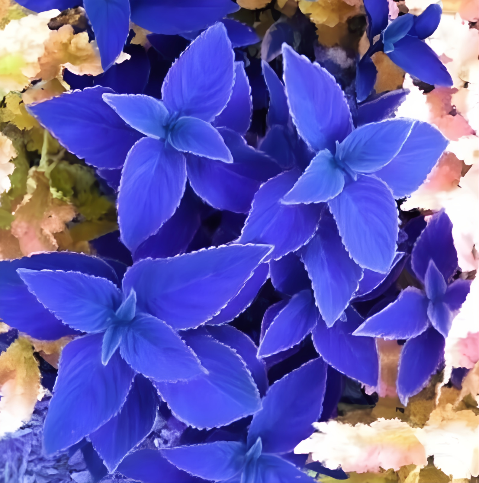 25+ Blue Coleus Seeds – Rare Blue Foliage – Easy-to-Grow Ornamental for Garden