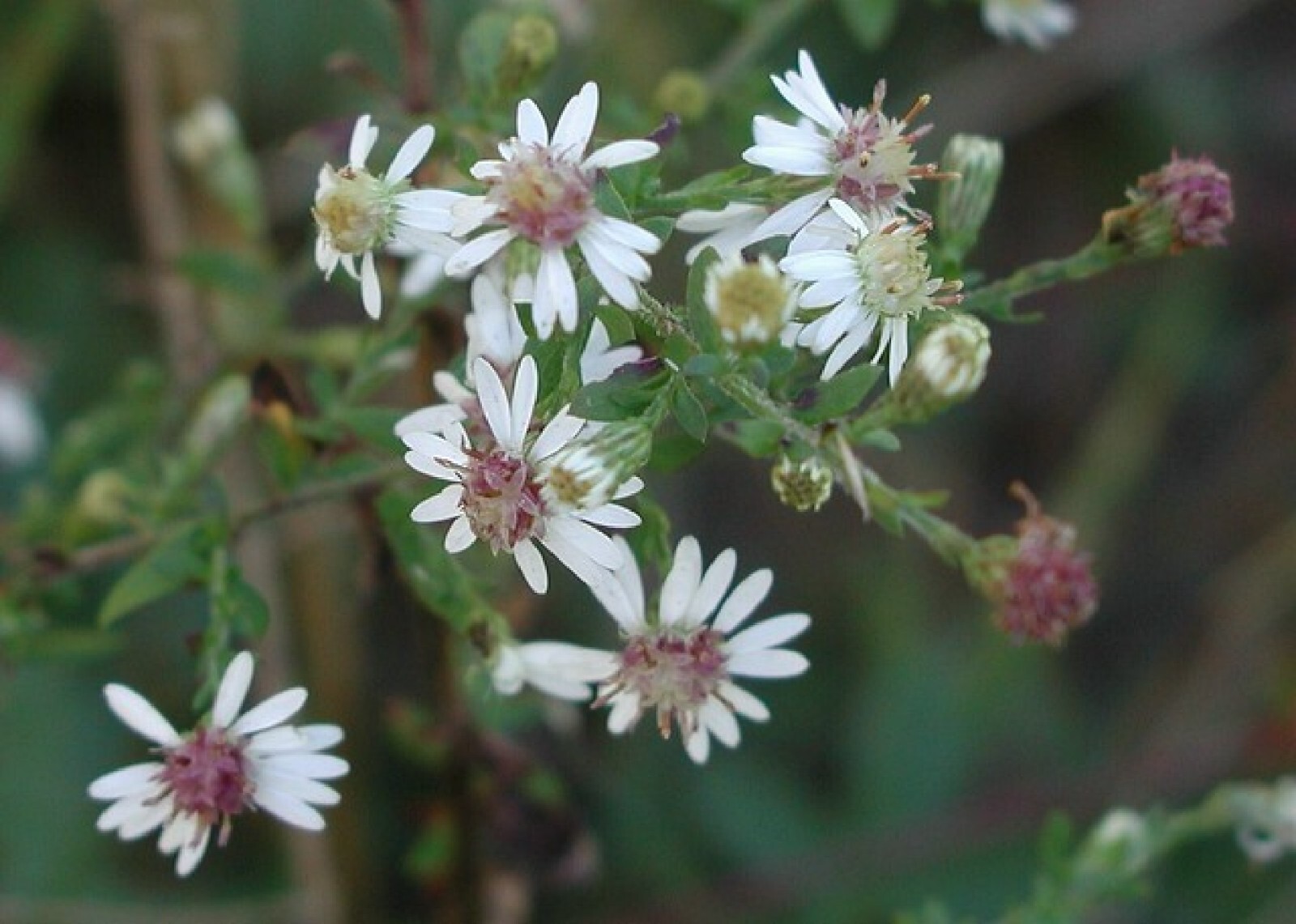 Calico Aster {Symphyotrichum lateriflorum} 100+ seeds Free Shipping!