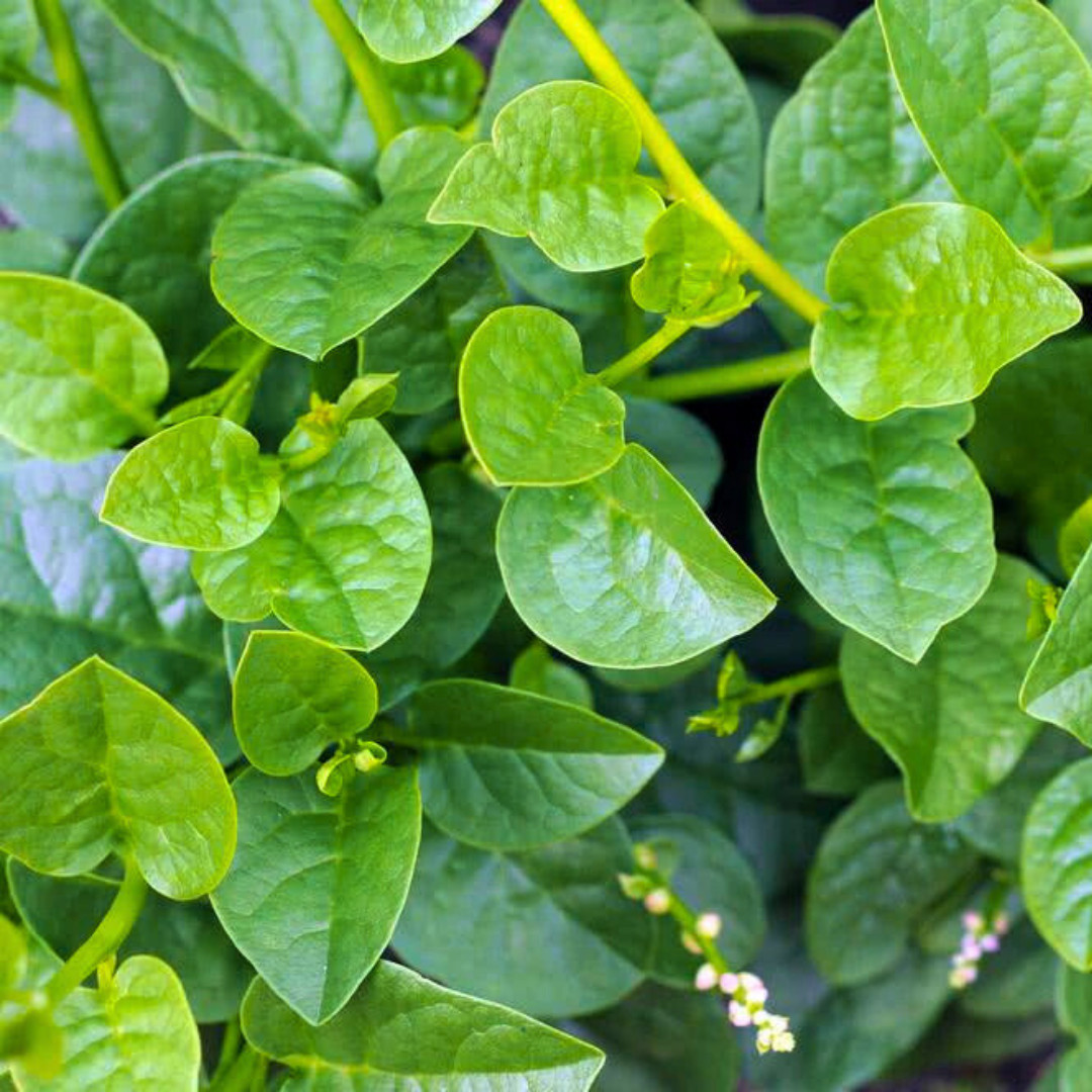 Fresh Green Malabar Spinach Seed | Mong Toi | Heirloom Non-GMO | Asian Vegetable