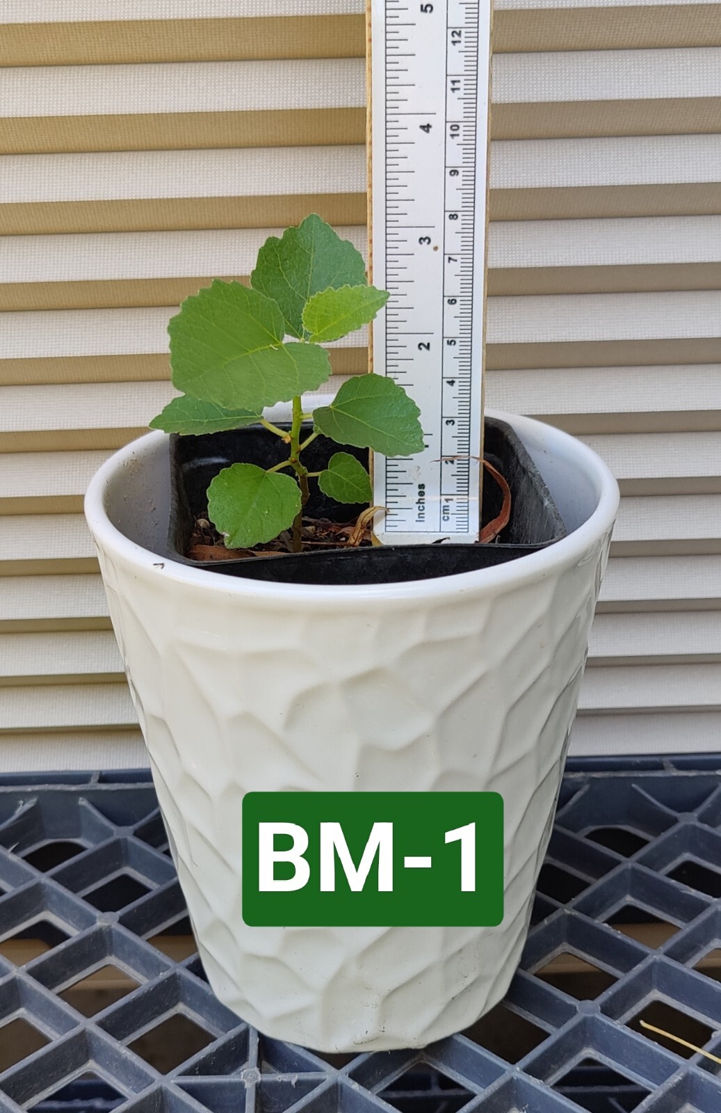 One (1) Seedling of BLACK MADEIRA FIG Tree about 3-5″ Tall
