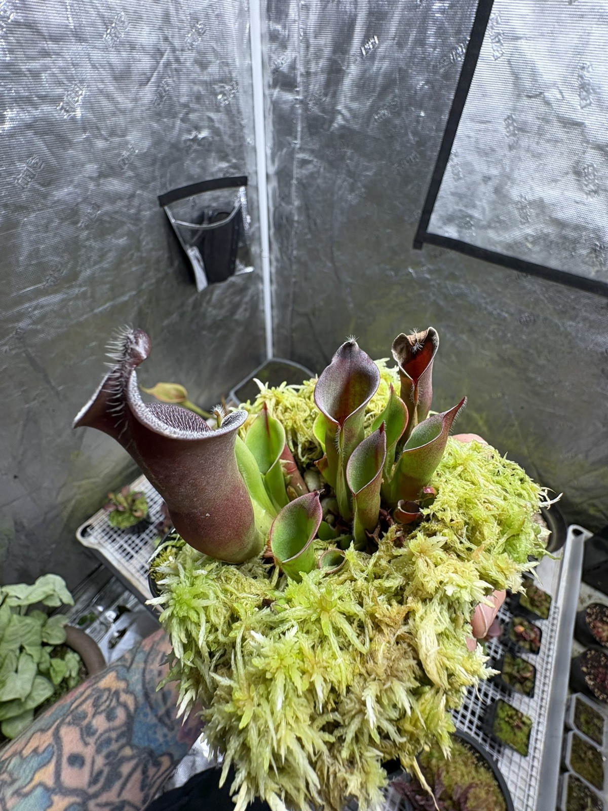 Heliamphora Ciliata “1997 AW Original Lowland Form”