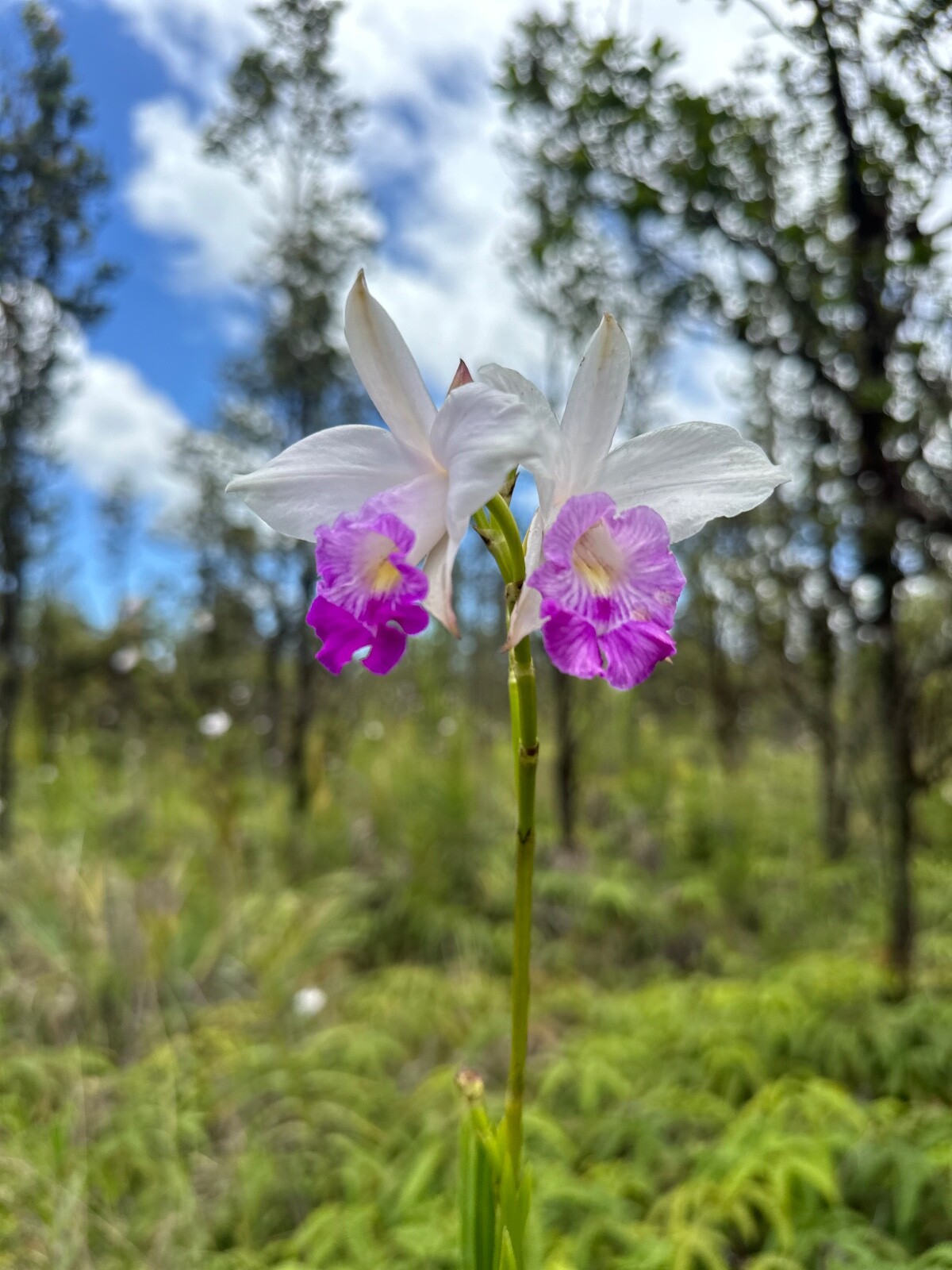 Bamboo Orchid Bulbs