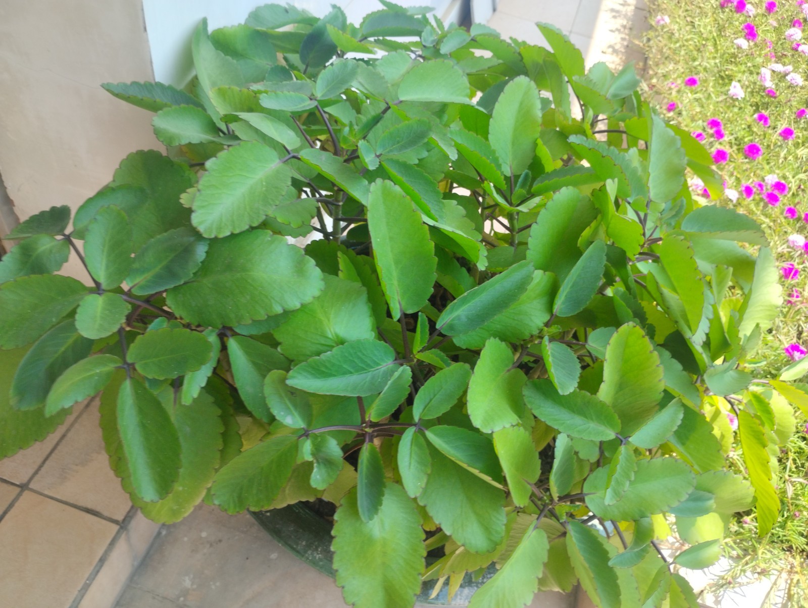 3 Pack Miracle LEAF OF LIFE , LIVE Starter PLANT . 6- 8 Inches