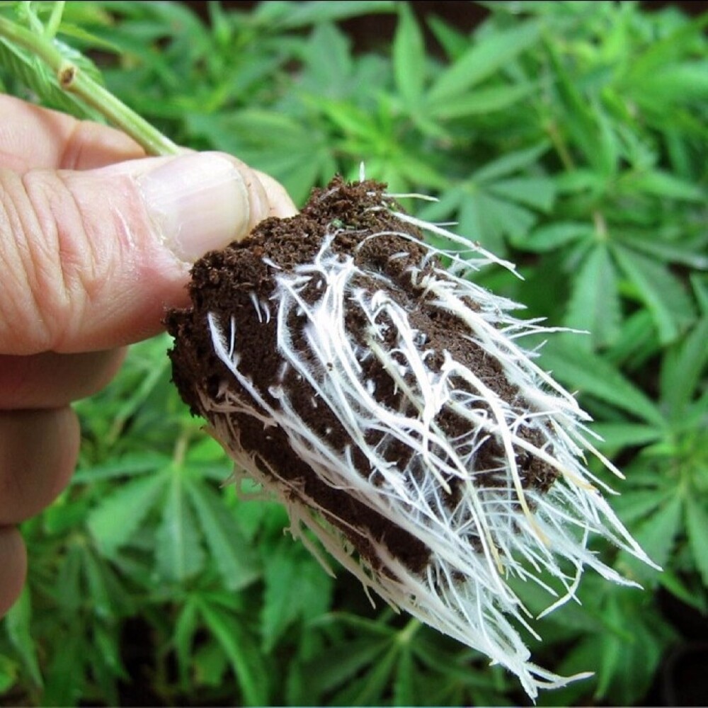 Plant Success Great White – Mycorrhizae Beneficial Bacteria – Root Grow 🌱🌿